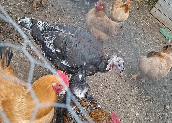 Eco Solus With Pool Drage