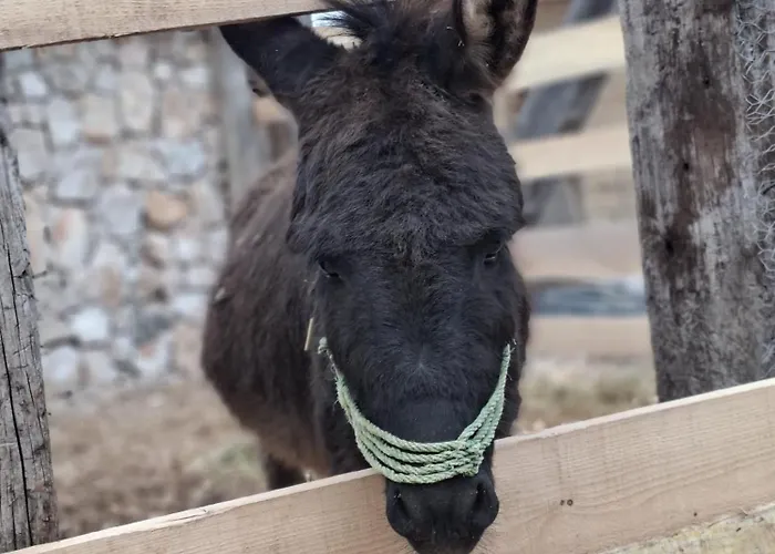 Eco Solus With Pool *