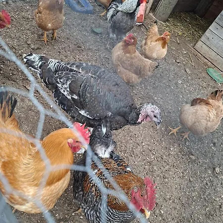 Eco Solus With Pool Drage